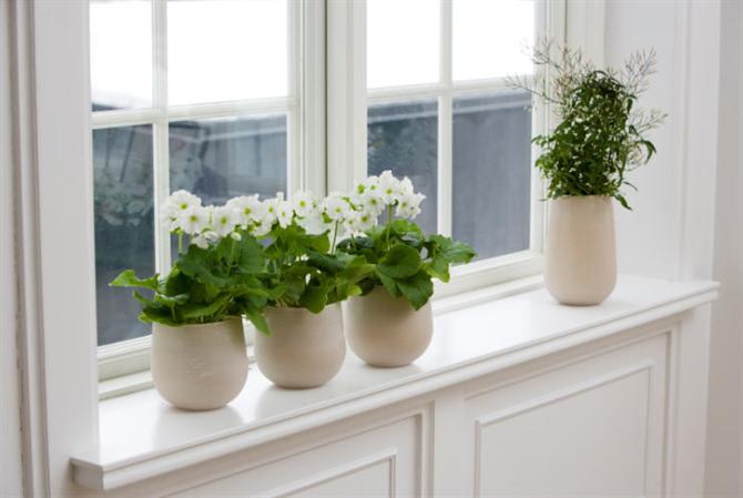 Làm duyên cho bệ cửa sổ với cây và hoa - Archi